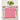 Pink Carnation